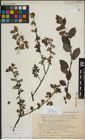 Foto von Salix myrsinifolia Salisb.